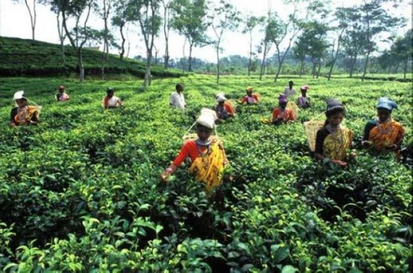 Ini Dia Bahasa Yang Paling Sering Dipakai Di Dunia